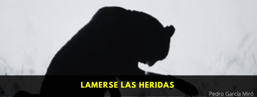 Lamerse las heridas.